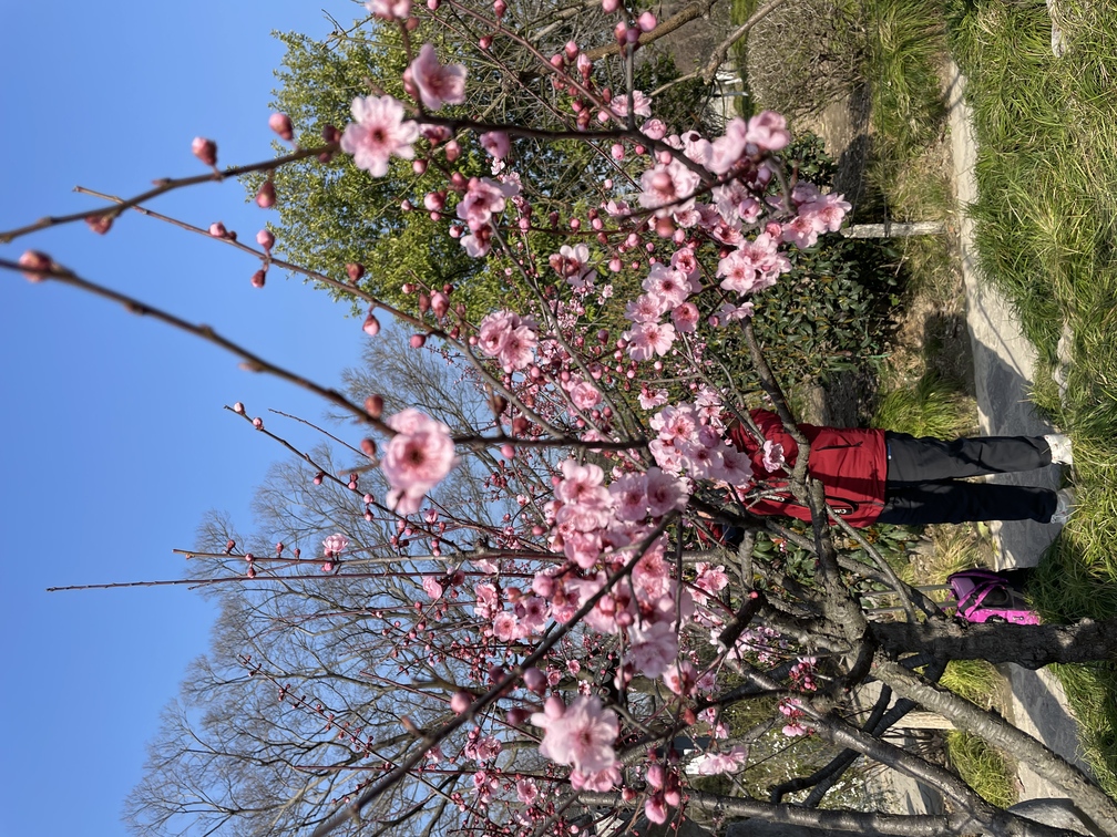 背景如刀锋般锐利，梅花如奶油般化开