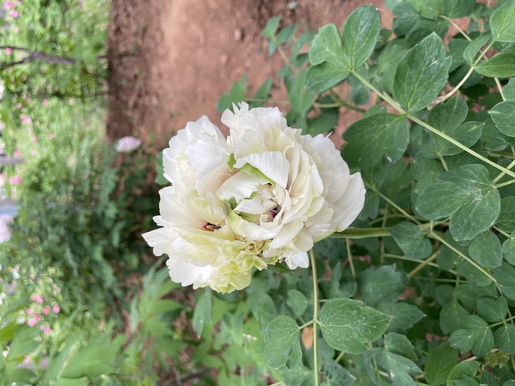 绿牡丹真的很不起眼，很容易错过，完全开花的时候像一颗卷心菜