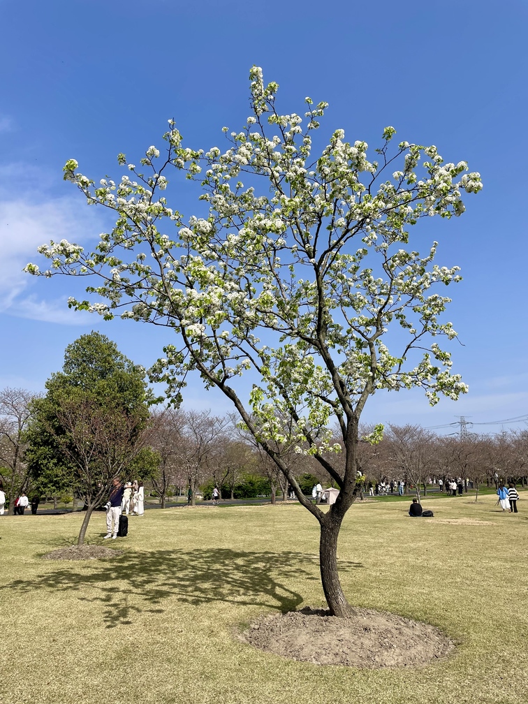 请输入图片描述