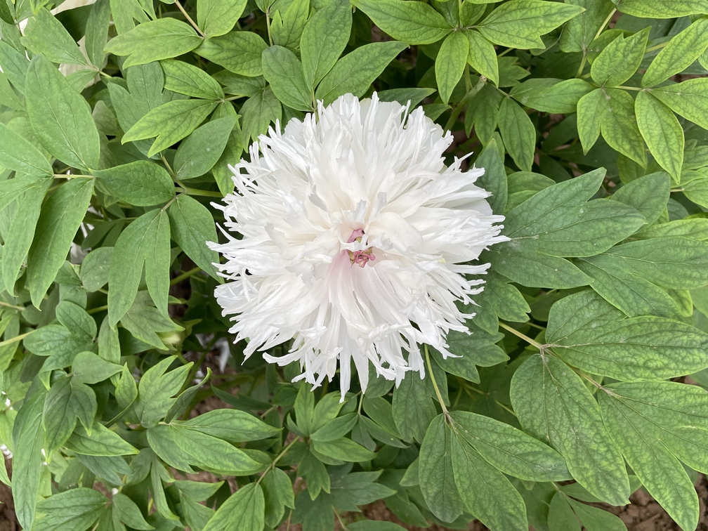 植物园排队才能看到的银丝贯顶，金丝贯顶在王城公园