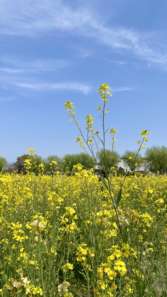 请输入图片描述