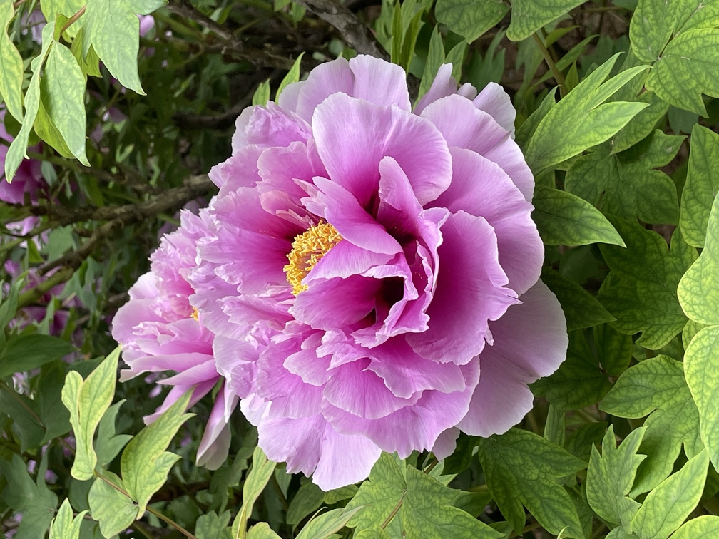 请输入图片描述