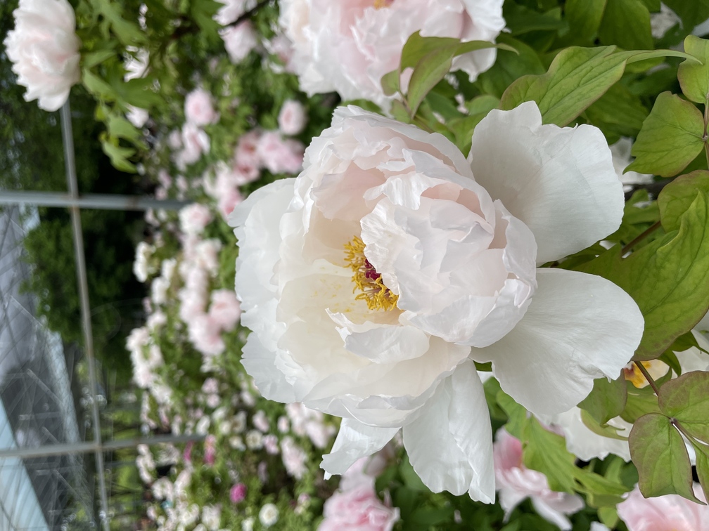 最喜欢这种粉白色的，它的花瓣很像小时候美术课用的褶皱纸